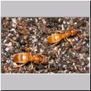 Lasius spp Chthonolasius - Wegameise 01 5mm.jpg